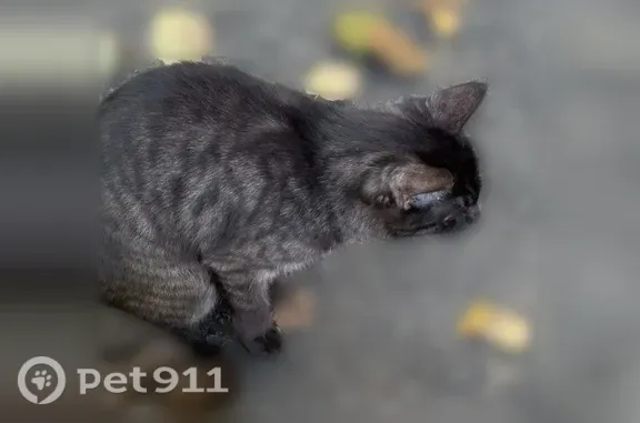 Найдена кошка, Екатеринбург, фото: Найдена кошка, ул. Фестивальная, Екатеринбург — ласковая, подходит к людям