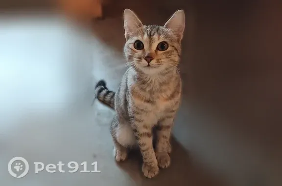 Найдена кошка, Томск, фото: Найдена кошка, Юрия Ковалева, д. 34, Томск — трехцветная, 5–7 месяцев