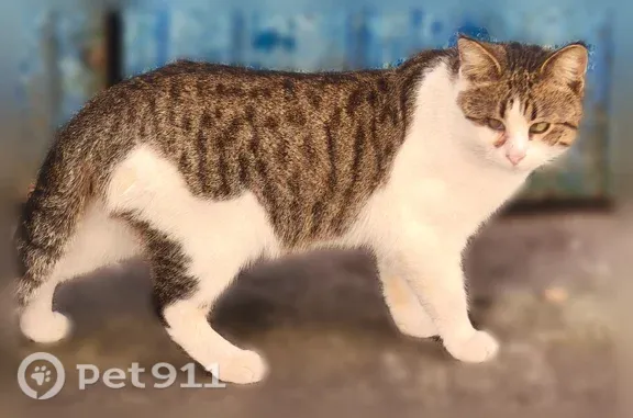 Найдена кошка, Москва, фото: Найдена кошка, Москва, Ленинградский, д. 33А 2, Москва — трёхцветная, похожа на домашнюю