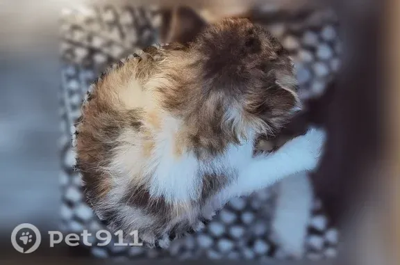 Кошка ищет дом, Краснодар — все разные на фото - photo