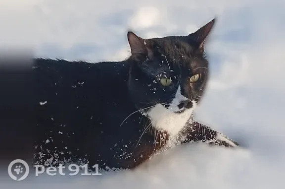 Пропала кошка, Мариуполь, Приморский, д. 48, Мариуполь — метис со смокинговым окрасом - photo