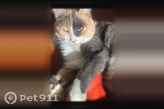 Пропала кошка, Поселок Ува, Геологов, д. 14, Ува — есть ошейник - photo
