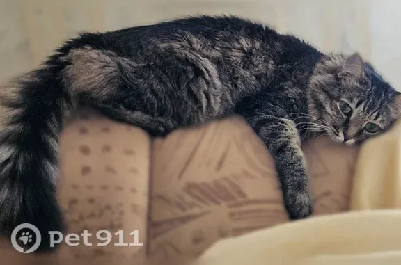 Пропала кошка, Ботевградская, д. 18, Саранск — пугливый кот - photo