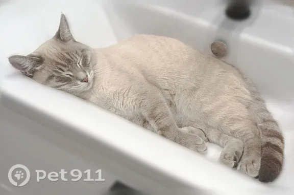 Пропала кошка, Водопьянова, д. 7А, Красноярск — сиамская, с голубыми глазами - photo