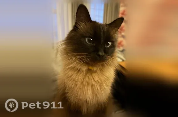 Кошки потеряшки, Башкова, фото: Потеряшка кошка, Деревня Ломаева, Попова, д. 2, Башкова