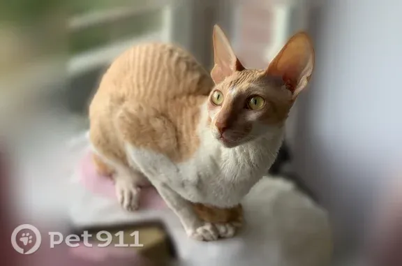 Пропала кошка, Деревня Мистолово, Эдельвейс, д. 4, Мистолово — кот Сименс, корниш-рекс - photo