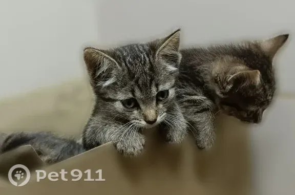 Кошка ищет дом, Ликино-Дулёво — котята 1,5 месяца, ручные и спокойные - photo