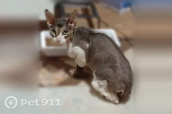 Найдена кошка, Сочи, фото: Найдена кошка, Сочи, Ландышевая