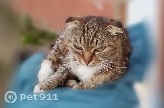 Найдена кошка, Кострома, фото: Найдена кошка, Давыдовский-3, д. 18, Кострома — вислоухая с белыми лапами