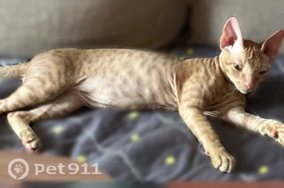Пропала кошка, Ростов-на-Дону, 2-я Ладная — кот - photo