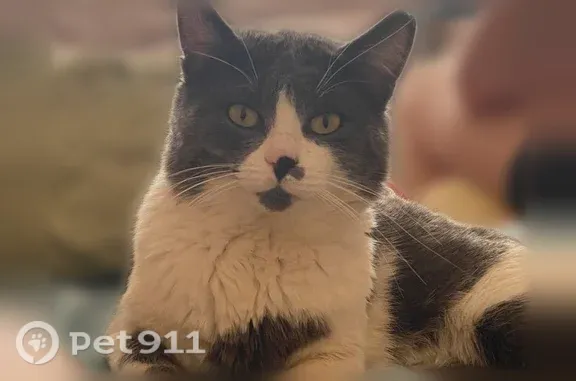 Пропала кошка, Нижний Новгород, Баренца, д. 7 — кот с серо-белым окрасом - photo