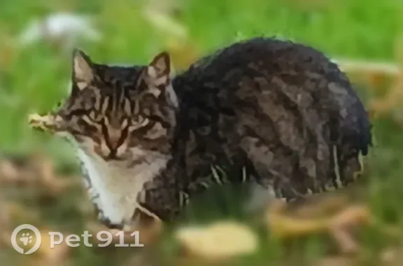 Найдена кошка, Москва, фото: Найдена кошка, Район Восточное Измайлово (г Москва), 9-я Парковая, д. 6 1, Москва — шпротный окрас, белая грудка