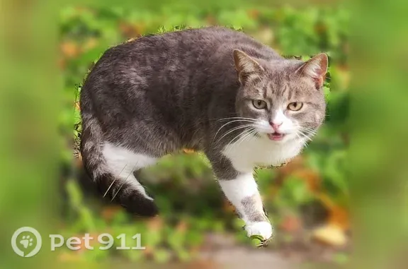 Найдена кошка, Тверь, фото: Найдена кошка, Победы, д. 9, Тверь — мяукала и пыталась идти на контакт