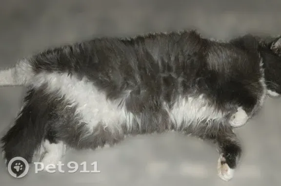 Пропала кошка, Рабочий поселок Чишмы, Новая, Чишмы — толстая, добрая - photo