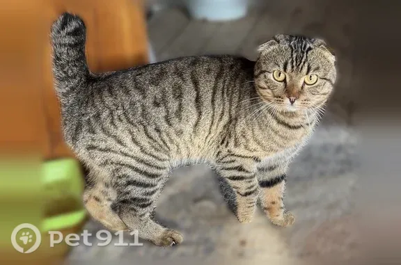 Найдена кошка, Кукетский, фото: Найдена кошка, Поселок Кукетский, Свободы, Кукетский — ласковый кот табби