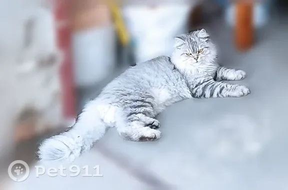 Пропала кошка, Желябова, д. 67, Новочеркасск — бело-серый кот с точечным рисунком - photo