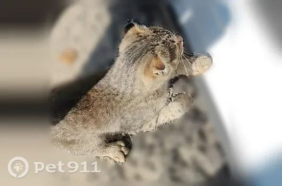 Кошка ищет дом, Электросталь — ласковая, вислоухая, до года - photo