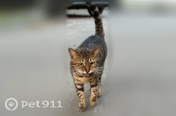 Найдена кошка, Люберцы, фото: Найдена кошка, Люберцы, Новорязанское, д. 7, Люберцы