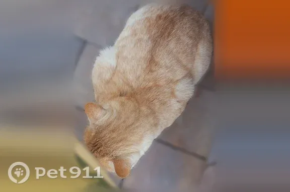 Найдена кошка, Нижний Новгород, фото: Найдена кошка, Село Елховка (г Нижний Новгород), Счастливая, д. 13/7, Нижний Новгород — рыжая, похожа на домашнюю