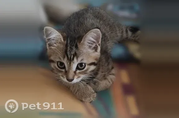 Пропала кошка, Университетская Набережная, д. 105, Челябинск — котёнок 2,5 месяца - photo