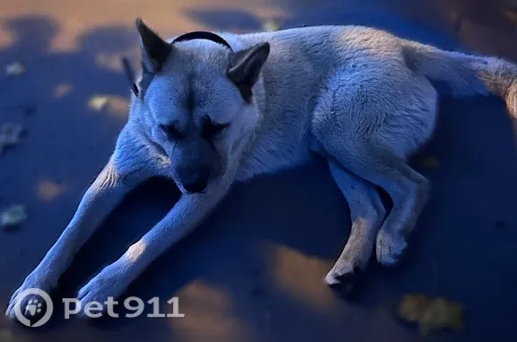 Найдена собака, Район Центральный (г Тула), Пионерская, Тула — большая, спокойная - photo