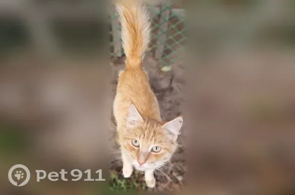 Найдена кошка, Мамоны, фото: Найдена кошка, Село Мамоны, Нагорный, Мамоны — домашний, ухоженный кот