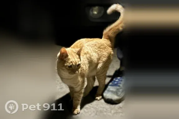 Найдена кошка, Калуга, фото: Найдена кошка, Билибина, д. 48 1, Калуга — котёнок около 7 месяцев, очень ласковый