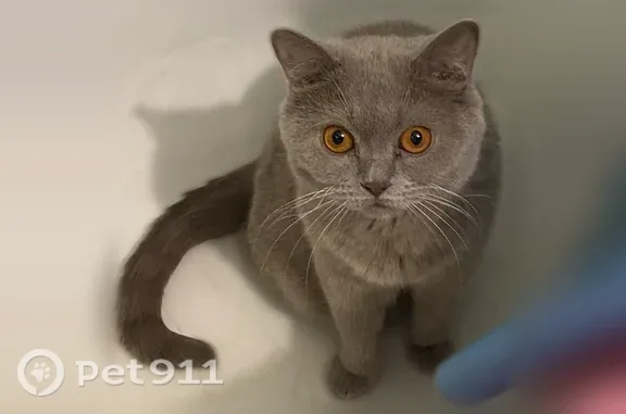 Пропала кошка, Ленина, д. 19, Красноуральск — выбежала из квартиры - photo