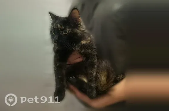 Найдена кошка, Нижний Новгород, фото: Найдена кошка, 50 лет Победы, д. 10 к2, Нижний Новгород — девочка с синим ошейником