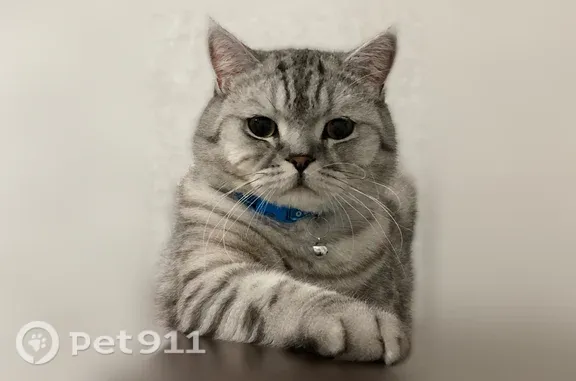Кошки потеряшки, Элиста, фото: Потеряшка кошка, Элиста, Алтн Булг, Элиста — крупная, с красным ошейником и колокольчиком