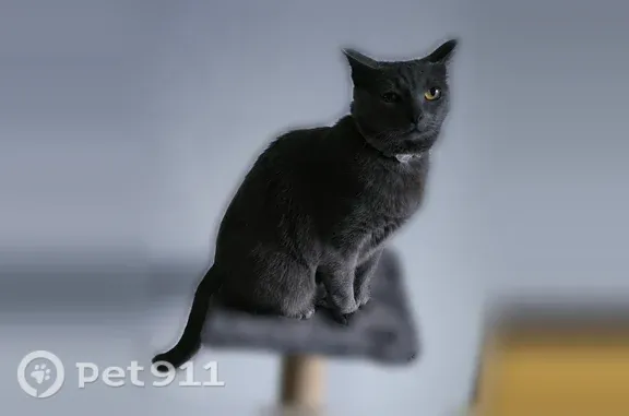 Пропала кошка, Село Богашево, Цветочная, д. 5а, Богашево — обмороженные кончики ушей - photo