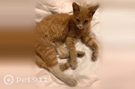 Найдена кошка, Москва, фото: Найдена кошка, Илимская, Москва — рыжий котёнок с зелёными глазами