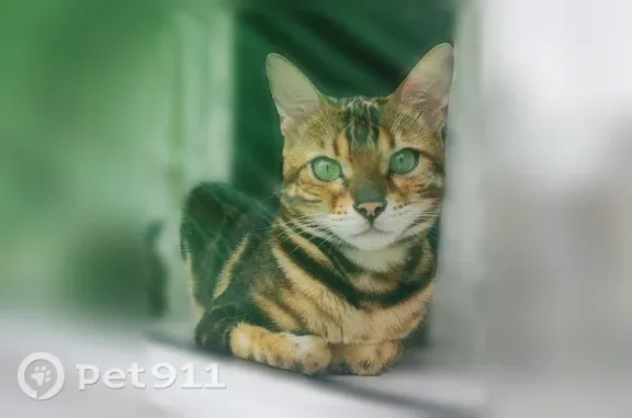 Пропала кошка, Фридриха Энгельса, д. 16/32, Тамбов — маленькая бенгалка, похожая на котёнка - photo