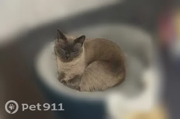 Пропала кошка, Ленина, д. 32, Орехово-Зуево — тайская с тёмно-серыми отметинами - photo