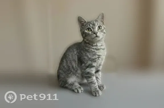 Кошки потеряшки, Казань, фото: Кошка ищет дом, Казань — ласковый котёнок, лоточек на 5+