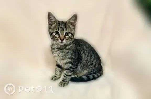 Кошки потеряшки, Казань, фото: Кошка ищет дом, Казань — ласковый котёнок, приучен к лотку