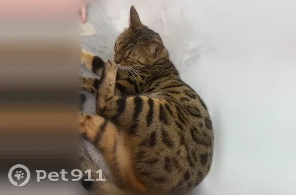 Найдена кошка, Люберцы, фото: Найдена кошка, Люберцы, Юбилейная, д. 25, Люберцы — не кусается и не царапает