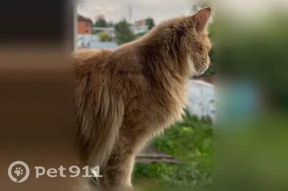Пропала кошка, Октябрьская, д. 48, Томск — рыжий мейн-кун Тимофей - photo