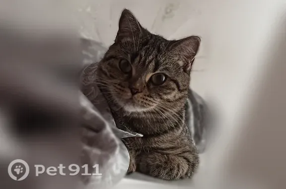 Пропала кошка, Село Началово, Кутузова, д. 48, Началово — залысина после операции - photo