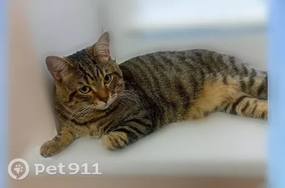 Пропала кошка, Район Мотовилихинский (г Пермь), Агатовая, д. 28, Пермь — серый кот с чёрными полосками - photo