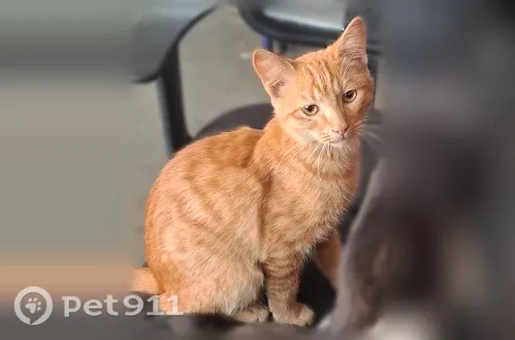 Кошка ищет дом, Радиаторный, Ростов-на-Дону — рыжий котёнок - photo