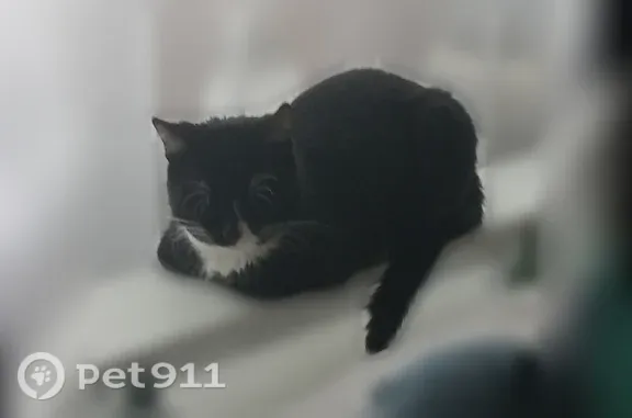 Пропала кошка, Боевой, д. 13, Липецк — чёрный кот с мутным правым глазом - photo