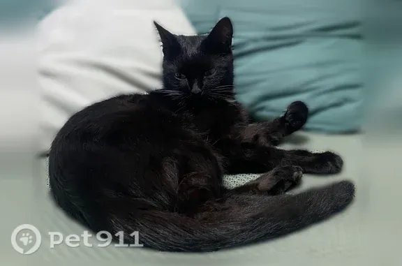 Найдена кошка, Рязань, фото: Найдена кошка, Рязань, 2-я Железнодорожная, д. 30, Рязань — ласковая и игривая