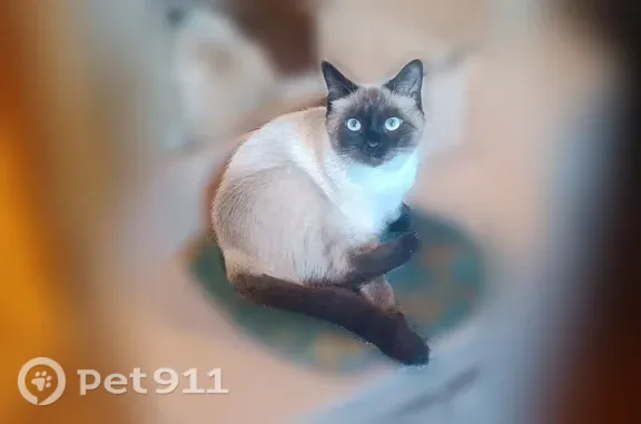 Пропала кошка, Купянский, д. 3а, Воронеж — тайка с голубыми глазами - photo