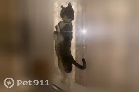 Пропала кошка, Красного Маяка, д. 11к5, Москва — пугливая, с отсутствующей частью уха - photo