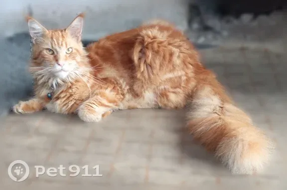 Пропала кошка, Герцена, д. 40, Бердск — рыжая, длинная шерсть - photo