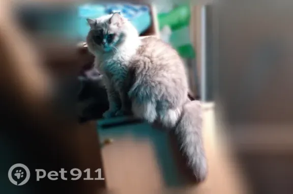 Пропала кошка, Сокол, Клубная, д. 8, Сокол — серо-белый невский маскарадный кот - photo