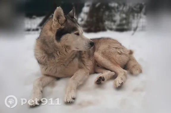 Пропала собака, Тепличная, Сочи — кобель 7 лет - photo