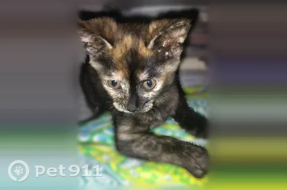 Пропала кошка, Краснодар, 41-я Линия, д. 926 — черепаховый окрас, 3 месяца - photo