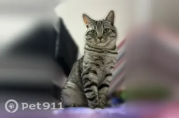 Пропала кошка, Нагатинская, д. 26, Москва — кот, серый полосатый, с буквой «М» на голове - photo
